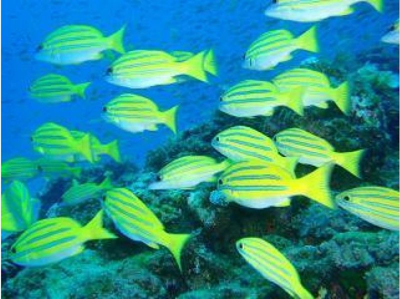 【鹿児島・奄美】ボートのポイントにエントリー!!ボートで行く秘密の無人浜などで!!体験ダイビング