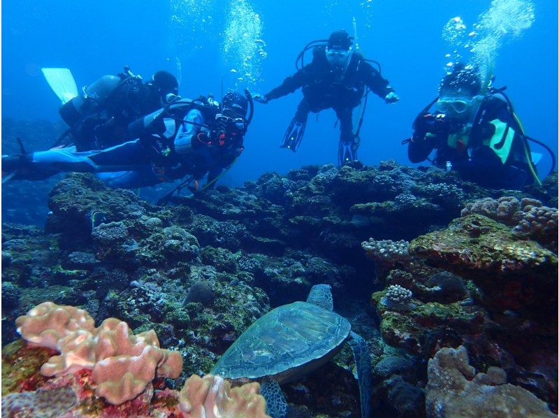 [鹿児島]推薦給初學者！奄美大島的經歷深潛。船進入！ ！の紹介画像
