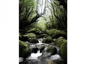 【屋久島トレッキング】白谷雲水峡 1日ツアーの画像