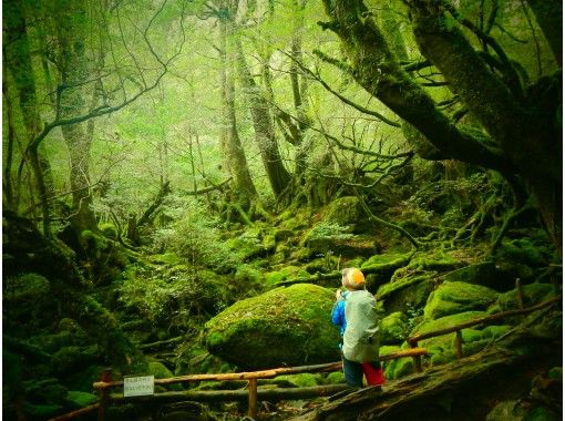 【鹿児島・屋久島】白谷雲水峡の頂上「太鼓岩」を目指すツアー！もののけの森も通ります（1日ツアー）の画像