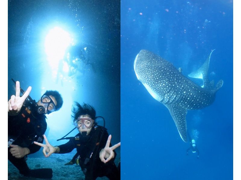 Blue Cave + Whale Shark Boat Experience Diving Set [Gopro9] gives you great memories photos, videos, and free feeding! Spring sale in progressの紹介画像