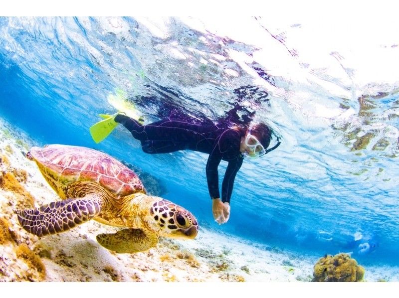Woman swimming with snorkeling sea turtles