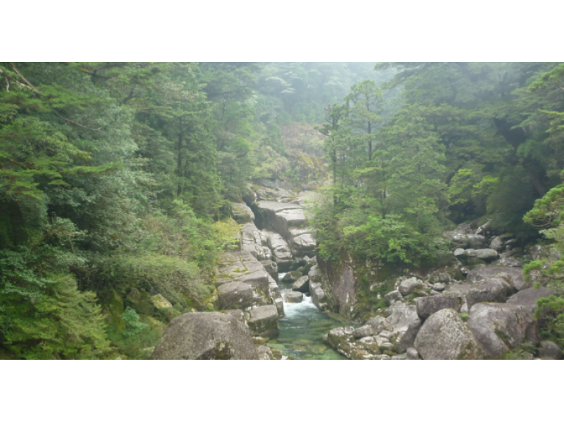 【鹿児島・屋久島】初心者の方でも気軽に屋久杉を楽しめる「ヤクスギランドトレッキング」(1日コース)