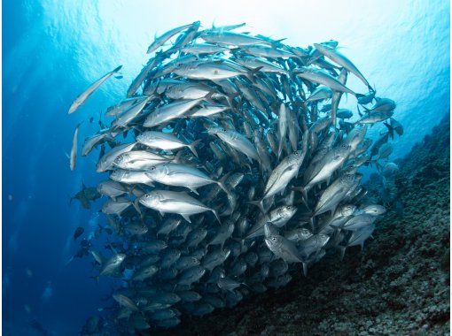 【沖縄／那覇発・慶良間諸島】初級ドリフト・ファンダイビング☆大物、魚群狙いのオールドリフトの画像