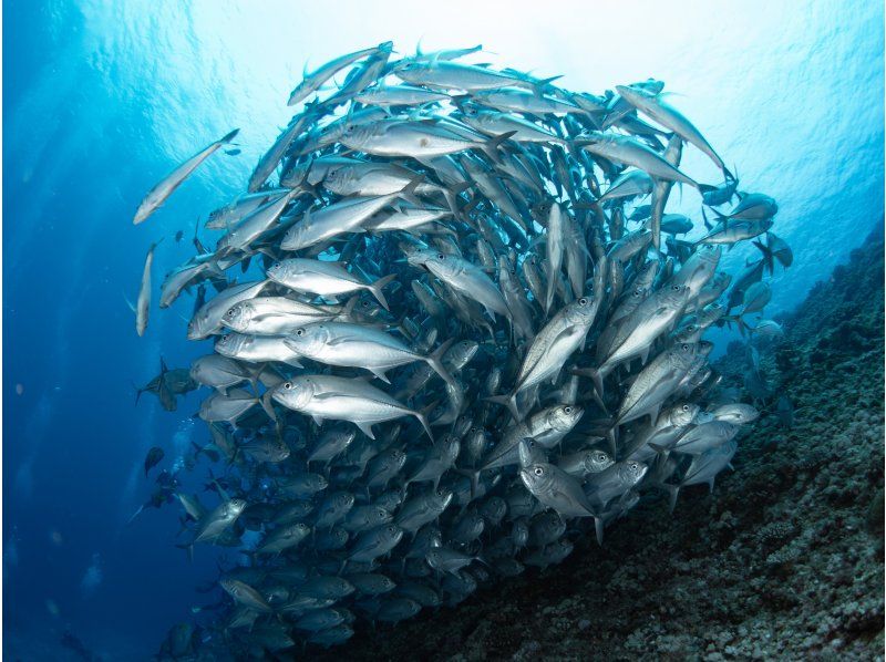 アウリィダイブ沖縄 aulii dive okinawaの最新写真