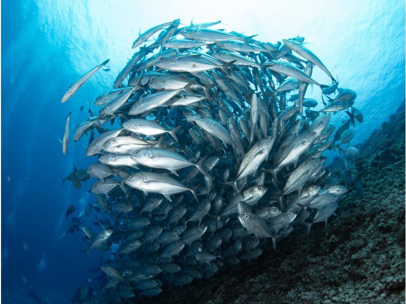 【沖縄／那覇発・慶良間諸島】中・上級者限定・ファンダイビング☆大物、魚群狙いのオールドリフトの紹介画像