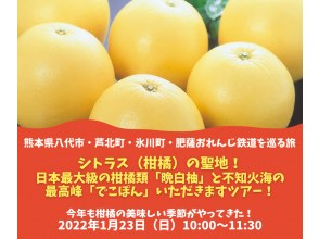 ≪満員御礼≫シトラス（柑橘）の聖地！  日本最大級の柑橘類「晩白柚」と  不知火海の最高峰「でこぽん」  いただきますツアー！