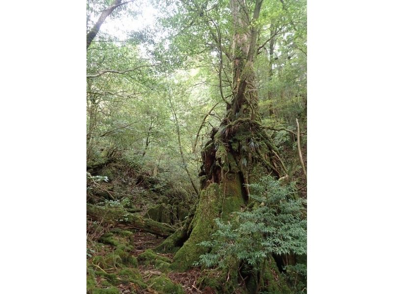 【鹿児島・屋久島】静寂の苔むす森・白谷雲水峡トレッキング(1日コース)の紹介画像
