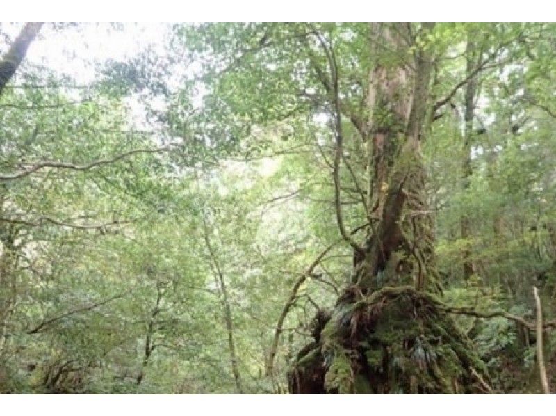 鹿児島 屋久島 静寂の苔むす森 白谷雲水峡トレッキング 1日コース 子供からシニアの方も楽しめる アクティビティジャパン