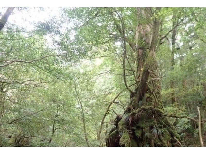 【鹿児島・屋久島】静寂の苔むす森・白谷雲水峡トレッキング(半日コース)お子様からシニアの方も楽しめる
