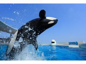 【東京発】飛び跳ねるシャチに！シロイルカに会いにいこう！！鴨川シーワールドと三井アウトレットパーク木更津でお買い物　日帰りツアーDKS2
