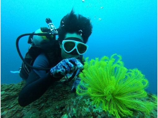 오키나와 본섬 온나손 만자 “체험” 보트 다이빙 2 다이브로부터｜추천의 숨은 명소 ✨ 느긋하게 감동의 다이빙 체험の画像