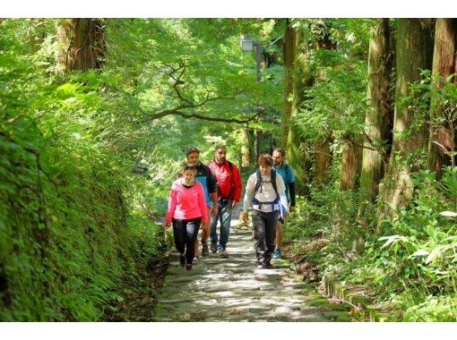 【鳥取・大山】歩けば体内デトックス！大自然をいただきます。心を洗う大山ブナの森ウォークの画像
