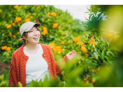 【愛媛・宇和島】柑橘ソムリエがご案内！柑橘収穫体験＆柑橘食べ比べ♪の画像