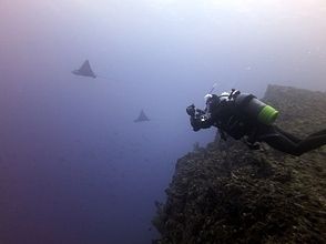 [Kagoshima ・ Amami】 For beginners! Experience Diving(One day course)の画像