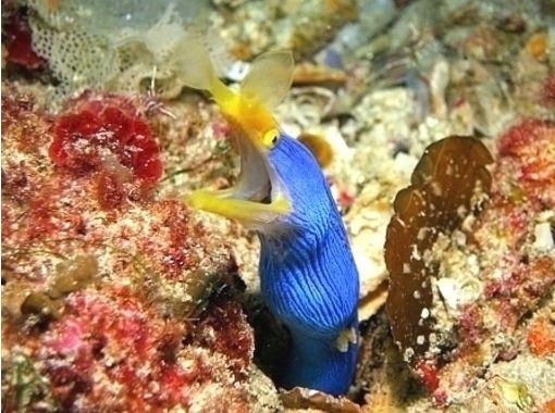 [Kagoshima ・ Amami]underwater Camera free Rental! fan Diving(Boat dive)の画像