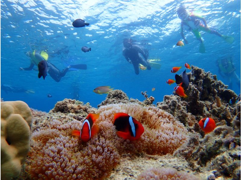 ทัวร์ดำน้ำตื้น(Snorkeling) เกาะอิริโอะโมะเตะ อันดับแนะนำและความนิยม
