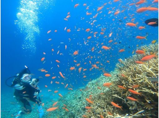 【沖縄・八重山】生命力あふれるサンゴの大群生や西表島ならではの生物を楽しもう！1日3ダイブツアー！水中写真のデータもプレゼント♪の画像