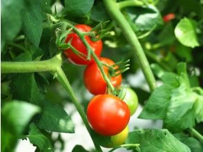 [Yamaguchi / Shimonoseki] Experience picking cherry tomatoes in an all-weather house!の画像