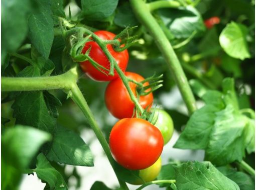 【山口・下関】全天候型のハウスでミニトマト摘み取り体験！の画像