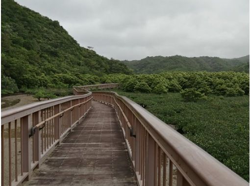 [โอกินาว่า / Nago] ทัวร์ชมป่าชายเลน Oura! เพลิดเพลินกับการเดินชมไกด์และป่าชายเลน ♪の画像