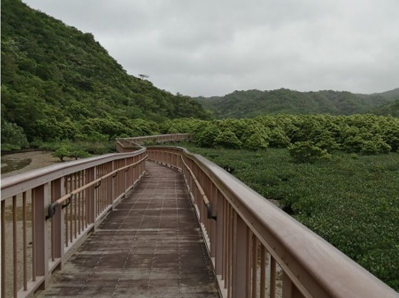 [沖繩/名護]大浦紅樹林觀察！一邊觀察導遊和紅樹林一邊享受散步♪の紹介画像