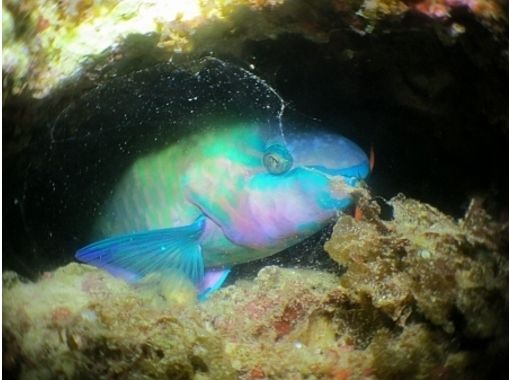 [Kagoshima ・ Amami: Guide to the mysterious night world! Night Diving(underwater Camera free Rental Yes)の画像