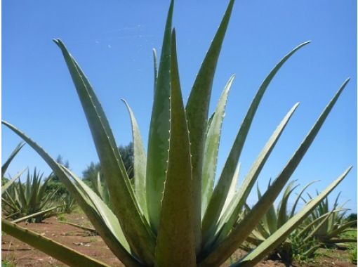 [Online experience] Bringing up beauty and health from Miyakojima, Okinawa ♪ Directly from the producer! Online classroom on how to eat and grow "aloe vera"の画像