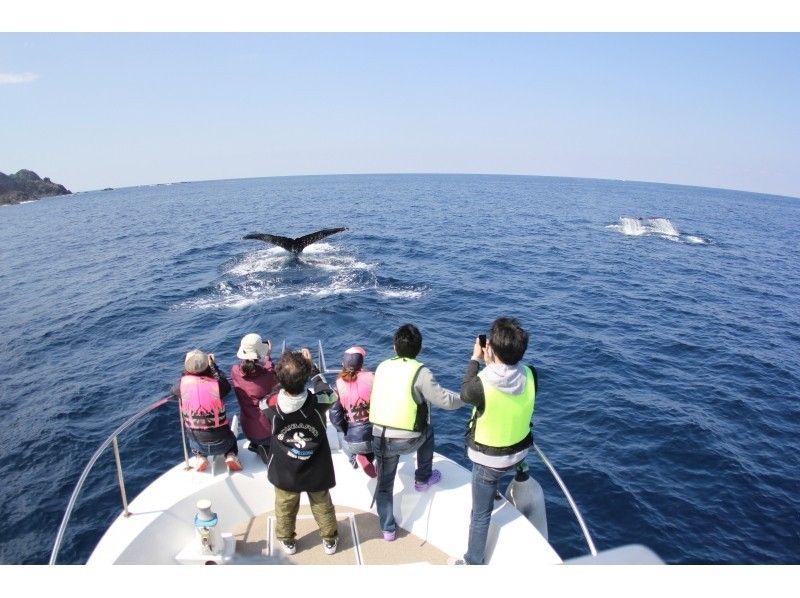 鹿児島 奄美 遭遇率no 1 クジラを見に行こう ベテランガイド付きのホエールウォッチングツアー アクティビティジャパン