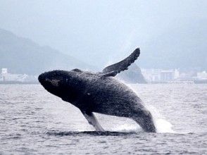 【鹿児島・奄美】遭遇率No.1!クジラを見に行こう!ホエールウォッチングツアーの画像