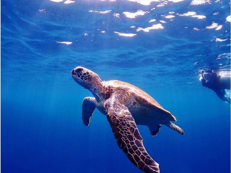 [โอกินาว่า / เกาะอิชิงากิ] (ครึ่งวัน) เต่าทะเลดำน้ำไปจากชายหาด♪เช่ากล้องกันน้ำฟรี! !!の紹介画像