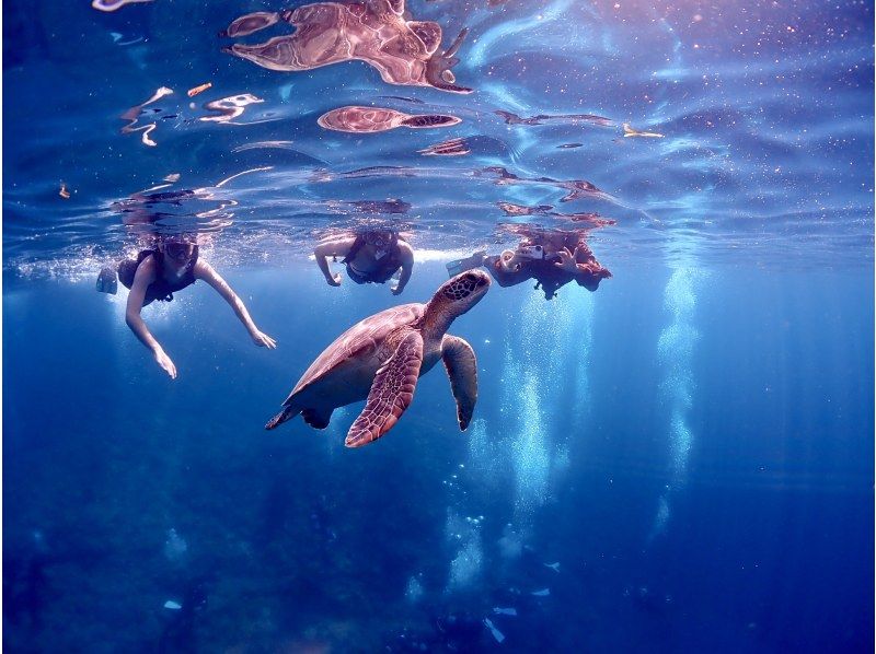[冲绳/石垣岛]仅限一组！豪华课程！ （半天）蓝洞探险&海龟浮潜之旅！免费租用防水相机！の紹介画像
