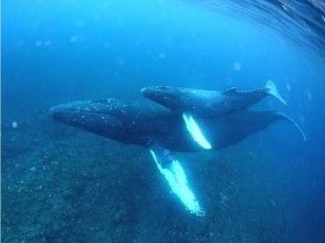 【鹿児島・奄美】クジラと一緒に泳ごう!ホエールスイムツアー (ライセンス必須)の画像