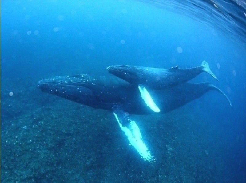 【鹿児島・奄美】クジラと一緒に泳ごう！ホエールスイムツアー (ライセンス必須)