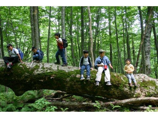[Yokote City, Akita Prefecture] Mato Park & Matoyama Hiking, one of Japan's Top 100 Cherry Blossom Spots! Explore the satoyama with a famous forest instructor! Parents and children / beginners are welcomeの画像
