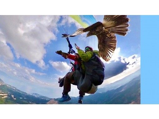 【静岡・伊豆】 国内唯一！鷹といっしょに飛べるパラホーキング体験が出来るのはココだけ！360度カメラで映える画像GETの画像