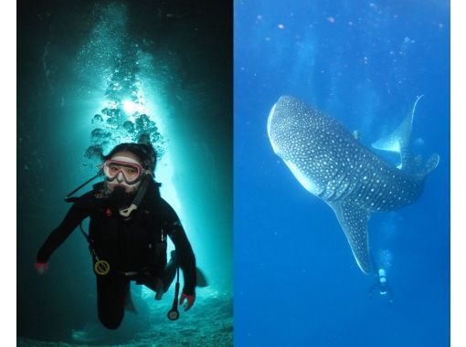 [Private guide for 1 group] Blue Cave + Whale Shark Boat Fun Diving Set | Free photo and video shooting & equipment rental!の画像