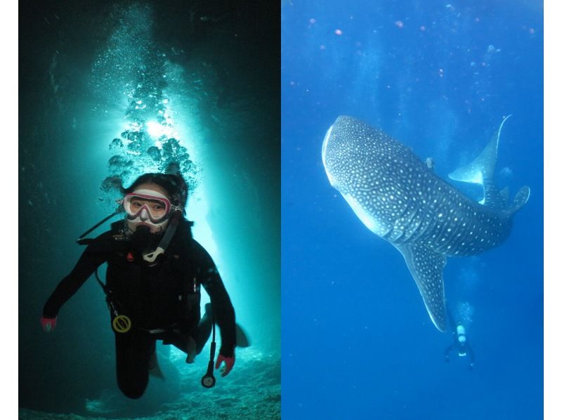 [Private guide for 1 group] Blue Cave + Whale Shark Boat Fun Diving Set | Free photo and video shooting & equipment rental!の紹介画像