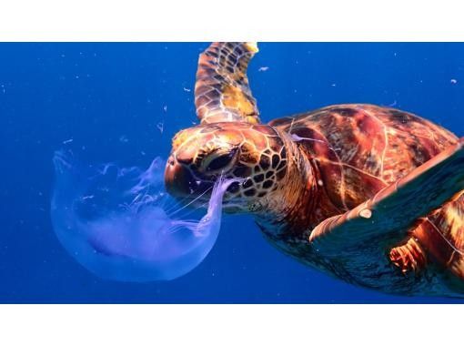 宮古島｜伊良部島【定番の青の洞窟&大人気ウミガメシュノーケルツアー】ウミガメ遭遇率99％！ドローン撮影込み！ファミリー・カップルにオススメ！の画像