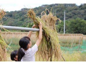 [Around Atsugi / Annual owner plan for rice farming!] Experience from planting seedlings to harvesting yourself throughout the year ♪ Experience rice farming with particular attention ♪ <For friends and families>