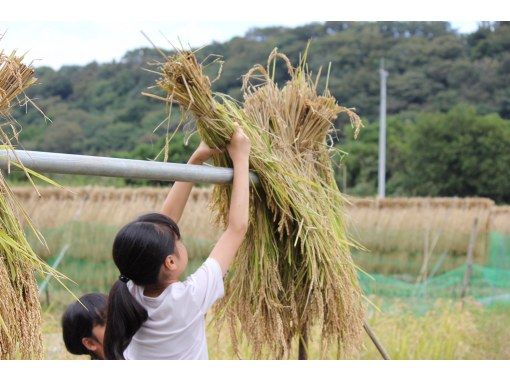 【厚木周辺/お米作り年間オーナープラン!】年間を通じて自分で苗植から収穫まで体験♪こだわりを持ったお米作りを体験♪＜お友達・ファミリー対象＞の画像