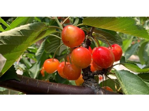[Yamagata / Tsuruoka City] Enjoy the taste of early summer! A tour to enjoy cherry hunting and local cuisineの画像