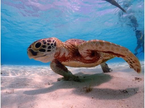 沖縄 宮古島 宮古ブルーウミガメシュノーケルツアー 高確率遭遇スポットをご案内 アクティビティジャパン