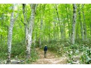 【新潟・妙高】笹ヶ峰・夢見平ハイキング　＜森の長老、地蔵カツラに会いに行こう！＞の画像