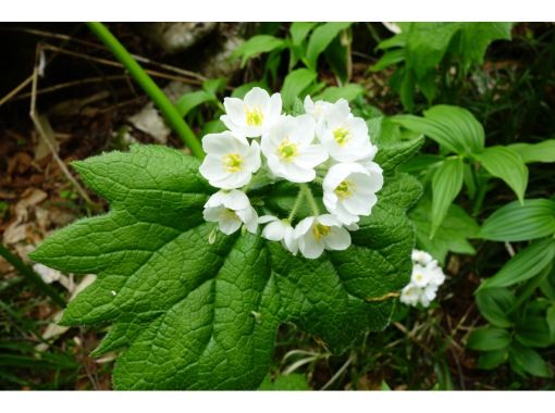 [Nagano / Shinetsu area] Spring special flower tour hiking tour with a mountaineering guideの画像