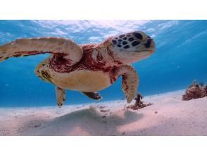 【遭遇率99％！初心者歓迎】不安ゼロで楽しめる！感動ウミガメシュノーケル！写真データは全て無料プレゼント！！