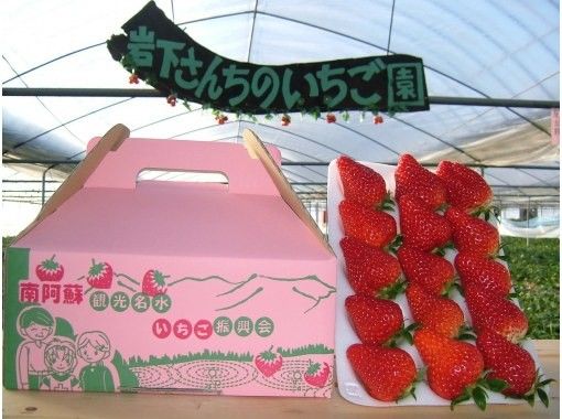 【구마모토・미나미아소】4월～자연 속에서 딸기 60분の画像