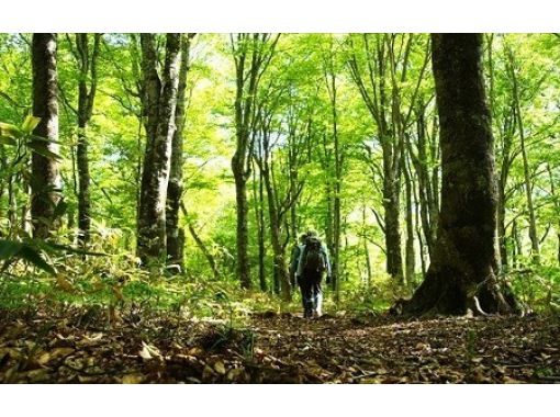 【군마·누마타】숲의 박물관 타마하라~가이드와 걷는 너도밤나무의 숲 감동 체험! 「타마하라 고원」산책·하이킹 투어の画像