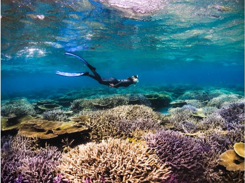 โอกินาว่า สถานที่ท่องเที่ยวเกาะอิราบุ อันดับจุดปะการัง ผิวทะเลปะการังที่สวยงาม การดำน้ำ การดำน้ำตื้น Pukupuku