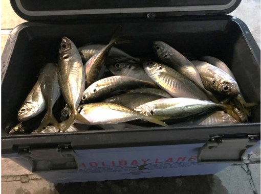 [โตเกียว/ฮาเนดะ] เรือแชร์ปลาทู 120 นาที★แนะนำร้านอาหารที่คุณสามารถกินปลาที่จับได้!の画像